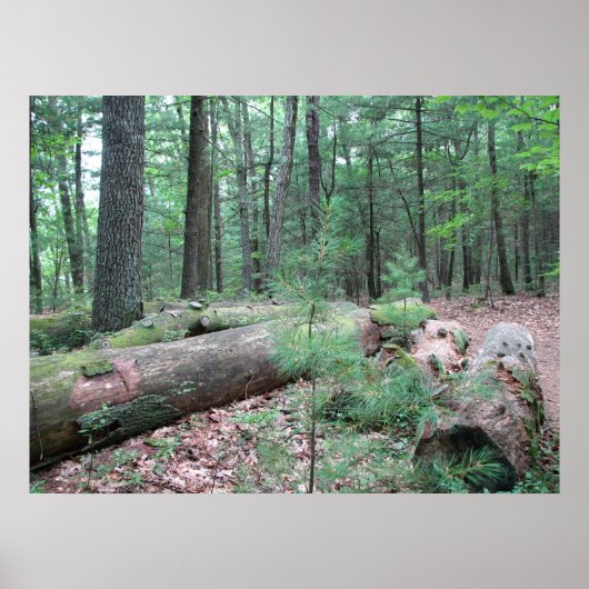 Poster Walden Forest (Devant)