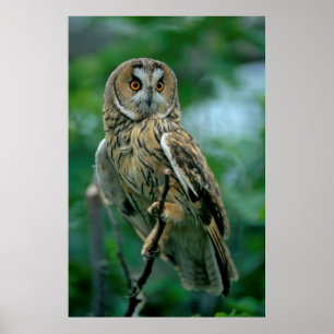 Poster Waldohrle (Asio otus) est assis sur Ast.