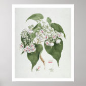 Poster Walkuffa No.5 Dombeya torrida (w/c over graphite o (Devant)