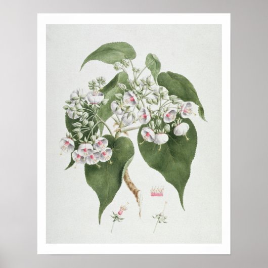 Poster Walkuffa No.5 Dombeya torrida (w/c over graphite o (Devant)