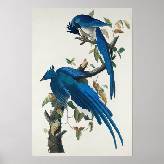  Poster Wall Art - Columbia Jay Bird (Voorkant)