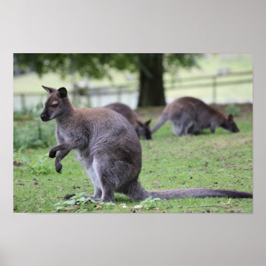 Poster Wallaby à col rouge (Devant)