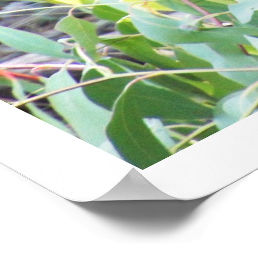 Poster Wallaby dans les bois (Coin)