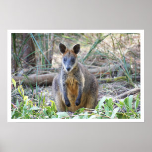Poster Wallaby dans les bois