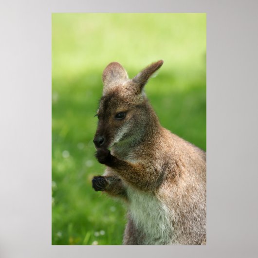 Poster Wallaby de Bennett (Devant)