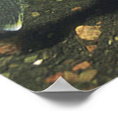 Poster Walleye in Tank Photo (Coin)