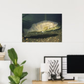 Poster Walleye in Tank Photo (Bureau à domicile)