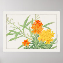 Wallflower Plante, Fleur Jaune & Orange de Konan,