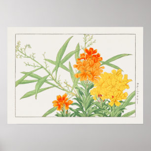 Poster Wallflower Plante, Fleur Jaune & Orange de Konan,