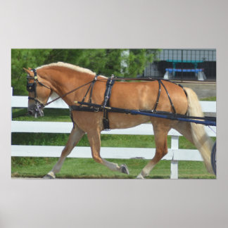 Poster Walnut Hill Carriage Driving Horse Show