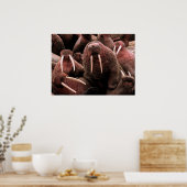 Poster Walrus (Cuisine)