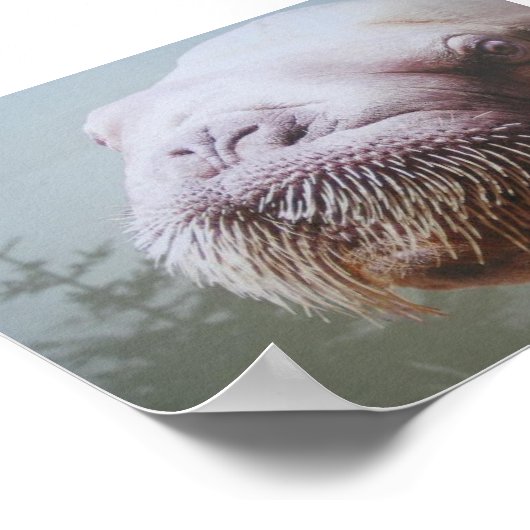 Poster Walrus (Coin)