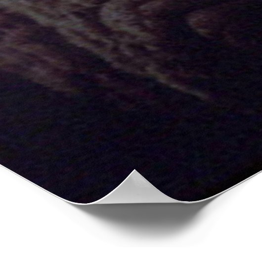 Poster Walrus (Coin)