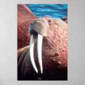 Poster Walrus (Devant)