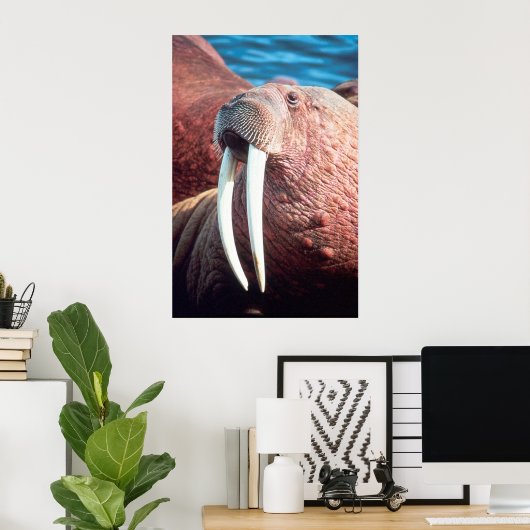 Poster Walrus (Bureau à domicile)
