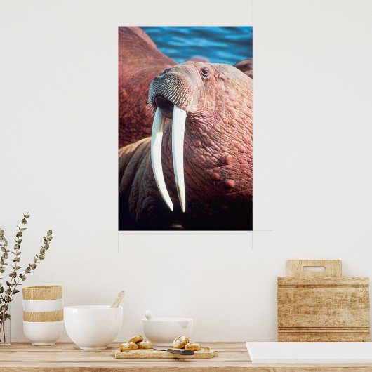 Poster Walrus (Cuisine)