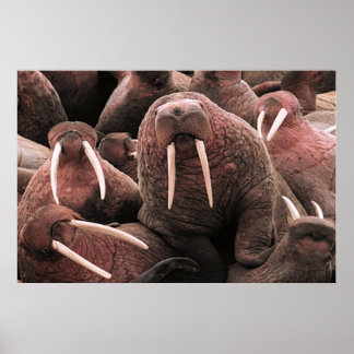 Poster Walrus