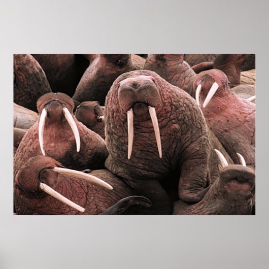 Poster Walrus (Devant)