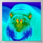 Poster walrus cool (Devant)