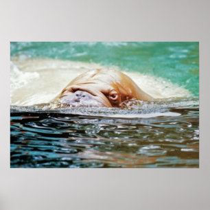 Poster Walrus de natation