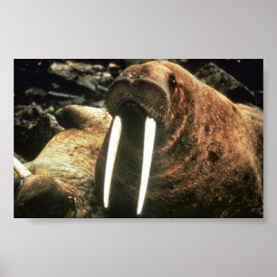 Poster Walrus Homme