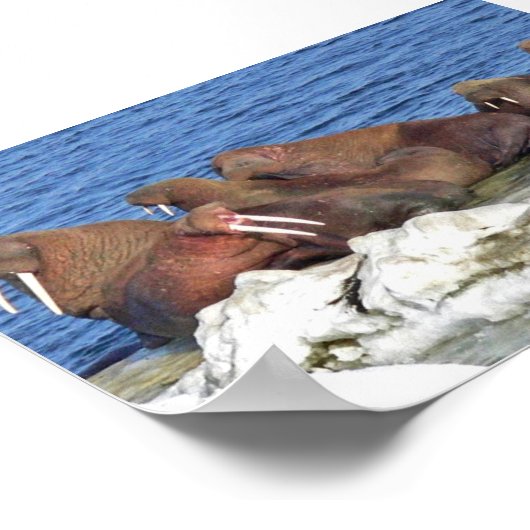 Poster Walrus sur la glace de mer de Béring (Coin)