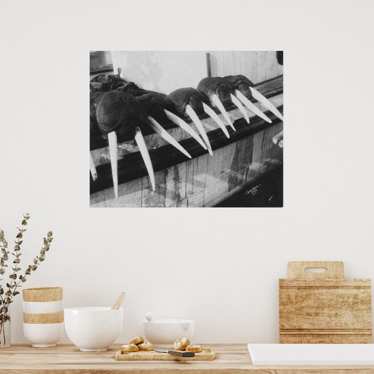 Poster Walrus Tusks : 1931 (Cuisine)