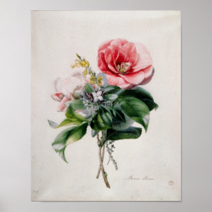 Poster wamellia et Broom