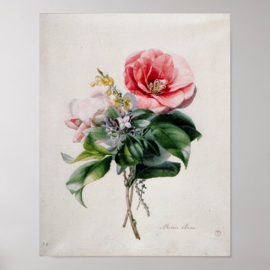 Poster wamellia et Broom (Devant)