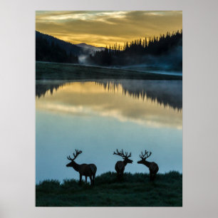 Poster Wandschimmelstiere am Poudre-See bei Sonnenaufgang