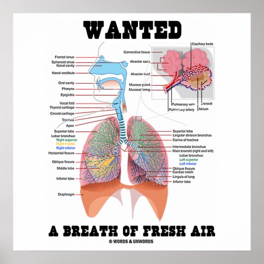 Poster Wanted A Breath Of Fresh Air (Devant)