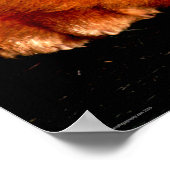 Poster Wapcn Chow Chow Sleeping (Coin)