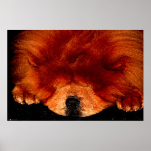 Poster Wapcn Chow Chow Sleeping