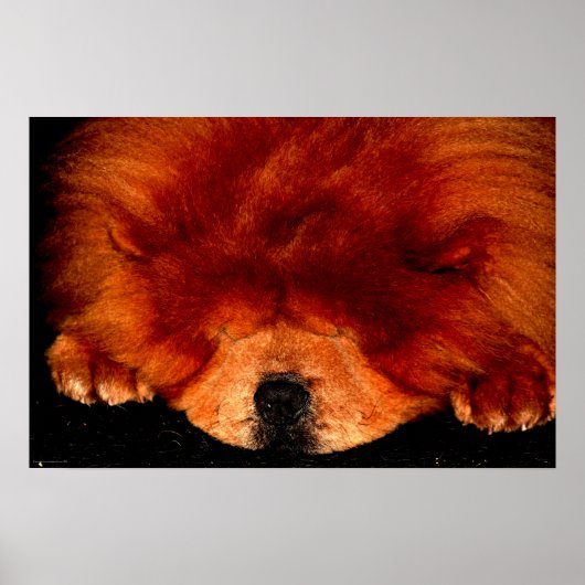 Poster Wapcn Chow Chow Sleeping (Devant)