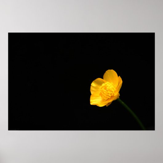 Poster Wapcna à fleurs de tasse-beurre (Devant)