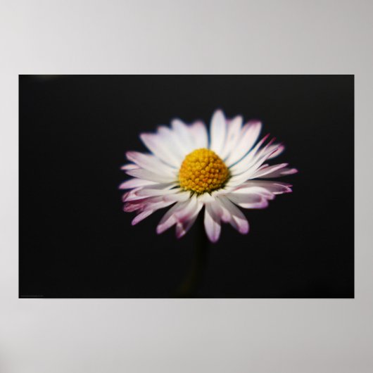 Poster Wapcna de marguerite commune (Devant)