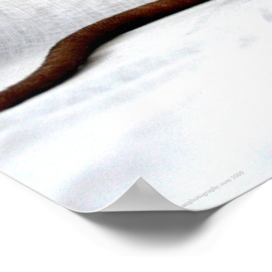 Poster Wapcna de rat (Coin)