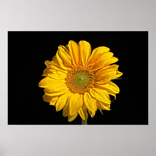 Poster Wapcna de tournesol (Devant)