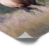 Poster Wapiti des montagnes Rocheuses (Coin)