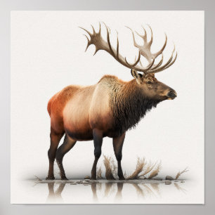 Poster Wapiti mâle