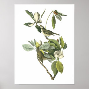 Poster Warbling Vireo par Audubon