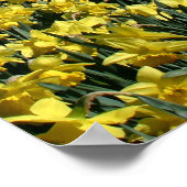 Poster Washington Monument Daffodils (Coin)