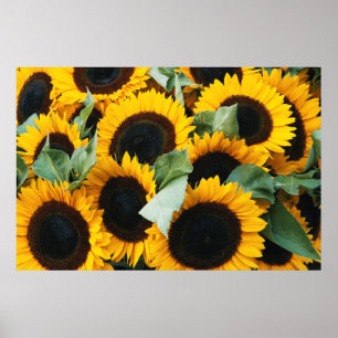 Poster Washington, Seattle, Tournesol à vendre brochet