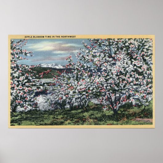 Poster Washington - Vue sur les pommiers en fleurs (Devant)