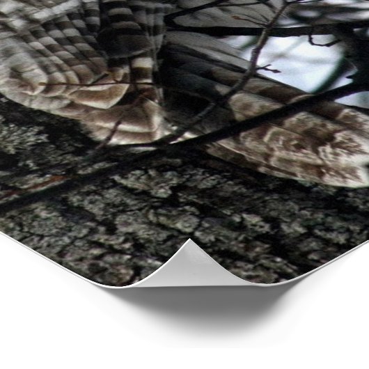 Poster Watchful Owl (Coin)