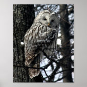 Poster Watchful Owl (Devant)