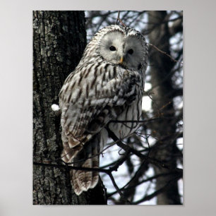 Poster Watchful Owl