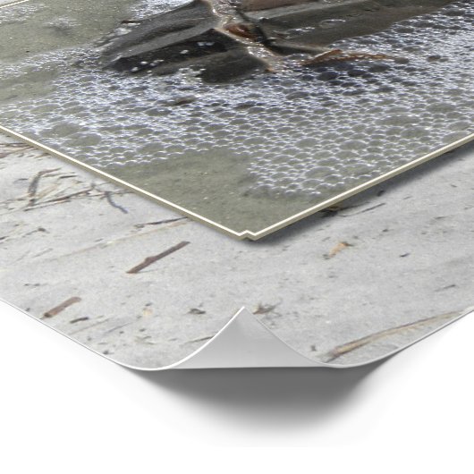 Poster Water creatures triptych (Coin)