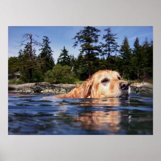 Poster Water Dog - Imprimantes d'art (Devant)