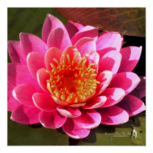 Poster Water Lilly (Devant)